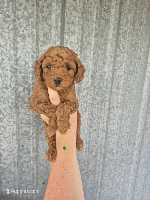 Mini male green – Poodle - Miniature  puppy for sale in Wasola, MO