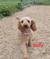 Mini male yellow, a male Poodle - Miniature  for sale in Wasola, MO – 3 of 3