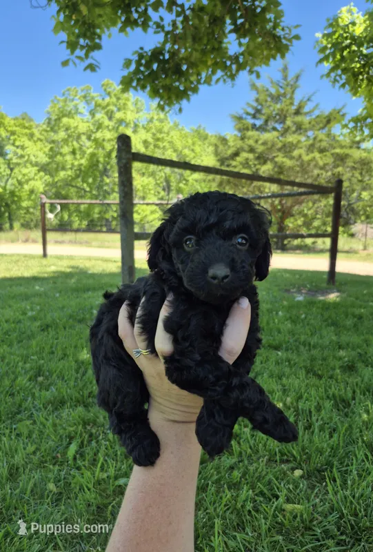 Toy female  – Poodle - Toy  puppy for sale in Wasola, MO