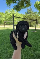 Toy female , a female Poodle - Toy  for sale in Wasola, MO – 2 of 6
