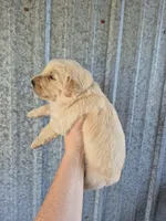 Dark blue , a male Golden Retriever for sale in Wasola, MO – 2 of 2