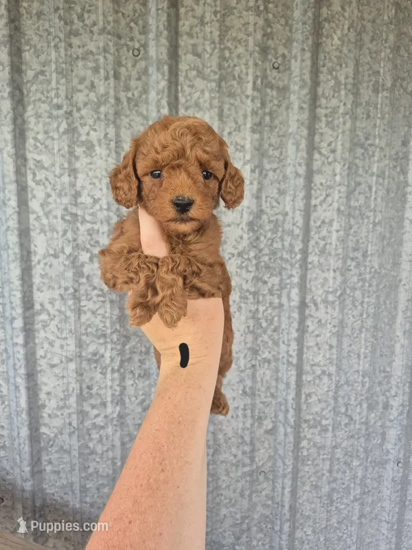 Mini male black – Poodle - Miniature  puppy for sale in Wasola, MO