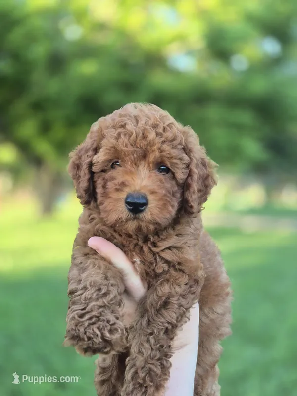 Mini male yellow – Poodle - Miniature  puppy for sale in Wasola, MO