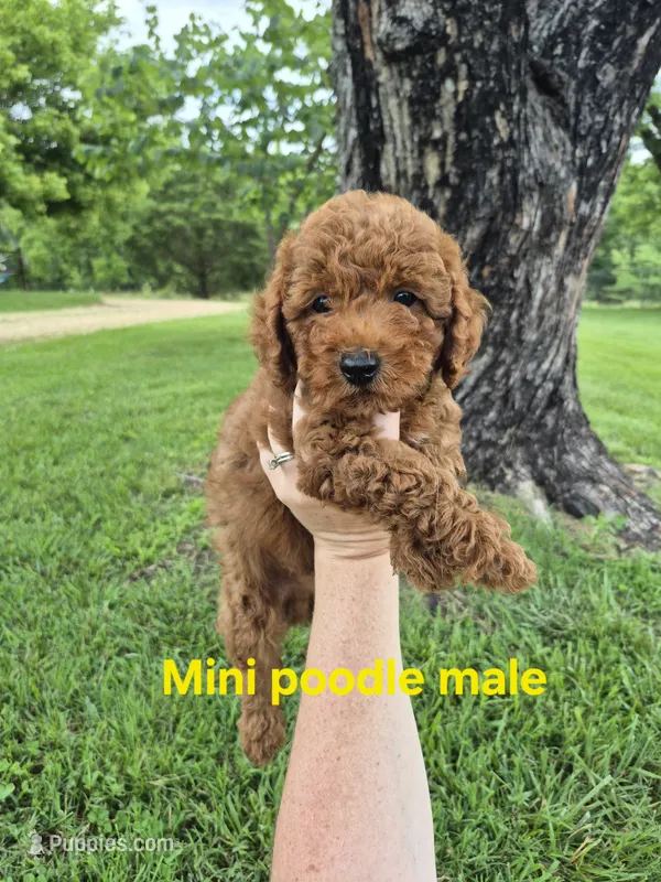 Mini male yellow – Poodle - Miniature  puppy for sale in Wasola, MO