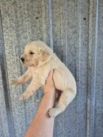 Yellow , a female Golden Retriever for sale in Wasola, MO – 2 of 2