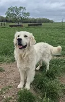 Golden retriever waitlist , a  Golden Retriever for sale in Wasola, MO – 3 of 5