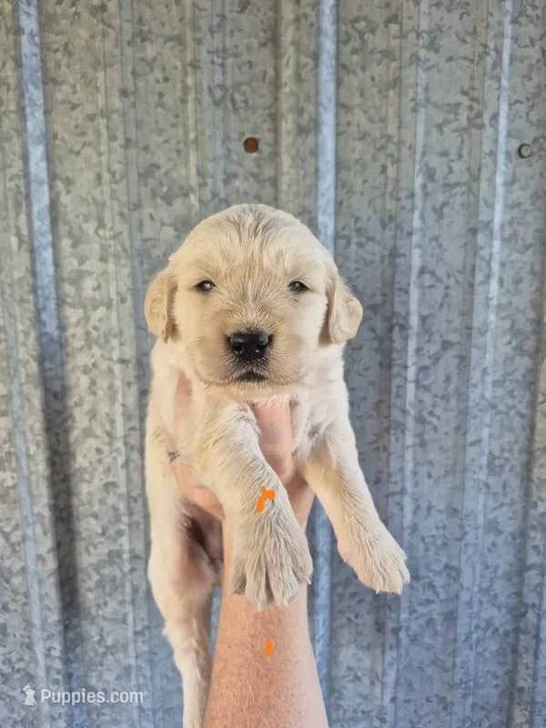 Orange  – Golden Retriever puppy for sale in Wasola, MO