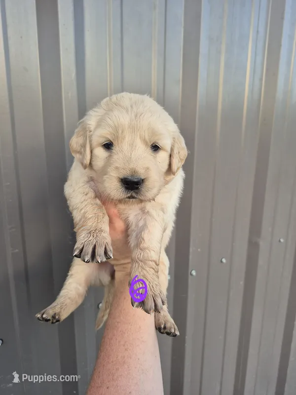 Purple female  – Golden Retriever puppy for sale in Wasola, MO