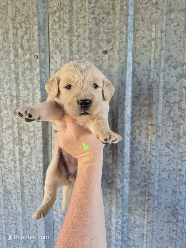 Lime – Golden Retriever puppy for sale in Wasola, MO
