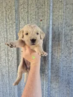 Lime, a female Golden Retriever for sale in Wasola, MO – 1 of 2