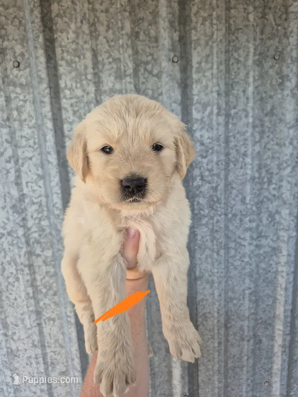Orange  – Golden Retriever puppy for sale in Wasola, MO