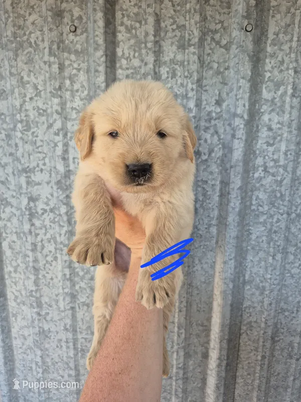 Dark blue  – Golden Retriever puppy for sale in Wasola, MO
