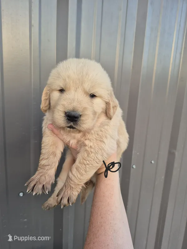 Black  – Golden Retriever puppy for sale in Wasola, MO