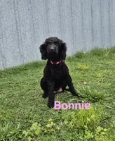 Red toy female , a female Poodle - Toy  for sale in Wasola, MO – Photo 7 of 8