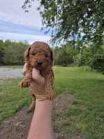 Red toy female , a female Poodle - Toy  for sale in Wasola, MO – Photo 2 of 8