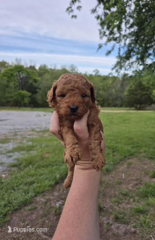 Red toy female  – Poodle - Toy  puppy for sale in Wasola, MO
