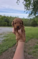 Red toy female , a female Poodle - Toy  for sale in Wasola, MO – Photo 1 of 8