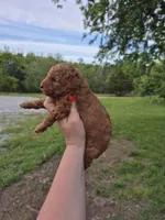 Red toy female , a female Poodle - Toy  for sale in Wasola, MO – Photo 3 of 8
