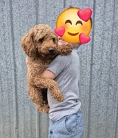 Red toy female , a female Poodle - Toy  for sale in Wasola, MO – Photo 5 of 8