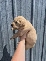 Light Pink , a female Golden Retriever for sale in Wasola, MO – 2 of 2