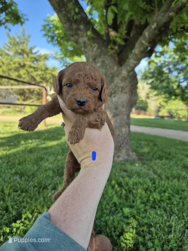 Mini male – Poodle - Miniature  puppy for sale in Wasola, MO