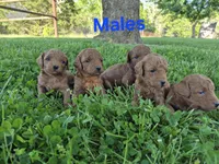 Mini male, a male Poodle - Miniature  for sale in Wasola, MO – 2 of 2