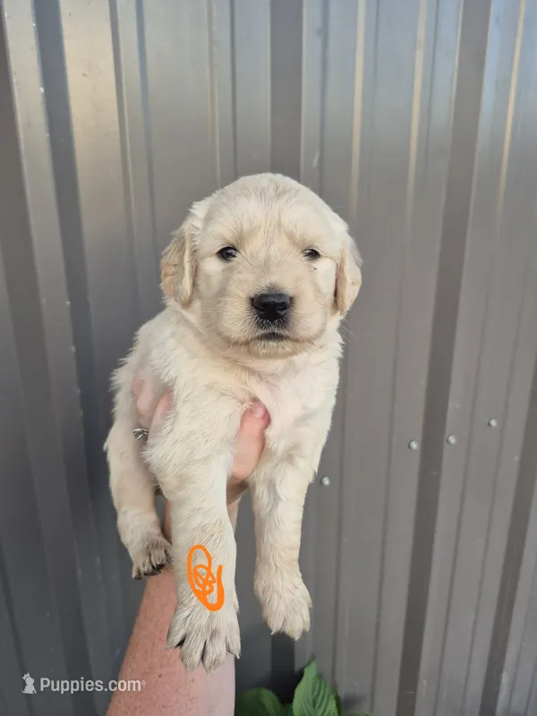 Orange  – Golden Retriever puppy for sale in Wasola, MO