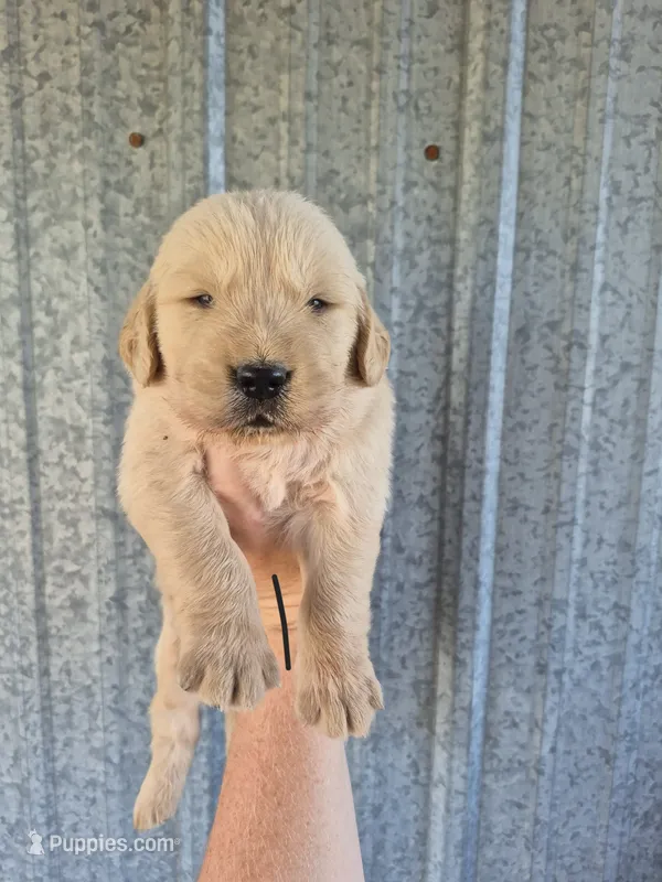 Black  – Golden Retriever puppy for sale in Wasola, MO