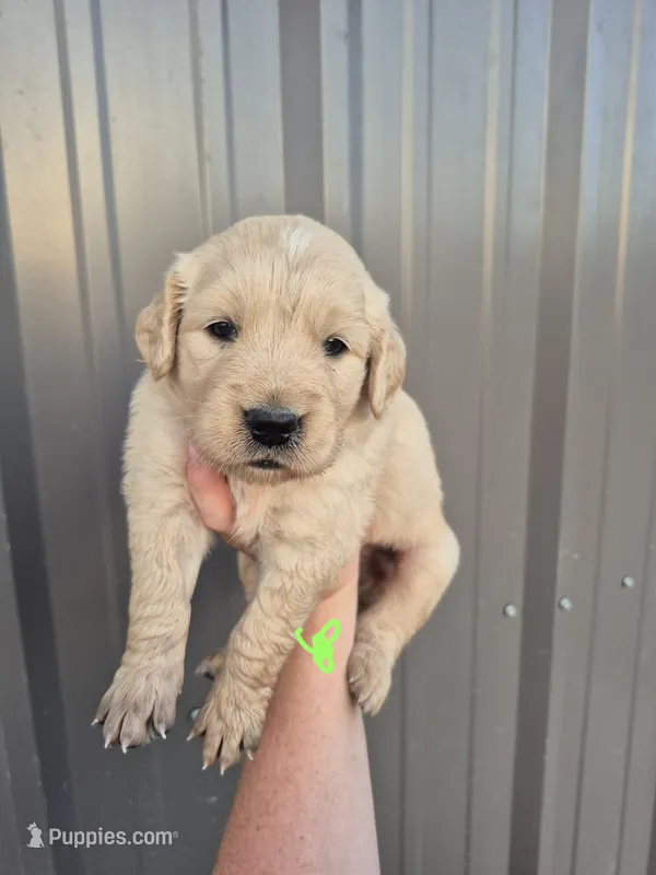 Lime – Golden Retriever puppy for sale in Wasola, MO
