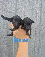 Toy male, a female Poodle - Toy  for sale in Wasola, MO – Photo 2 of 3