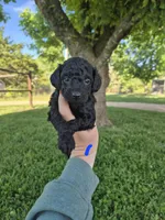 Toy male blue, a male Poodle - Toy  for sale in Wasola, MO – 3 of 6