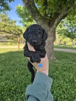 Toy male blue, a male Poodle - Toy  for sale in Wasola, MO – 6 of 6