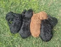 Toy male, a female Poodle - Toy  for sale in Wasola, MO – Photo 3 of 3