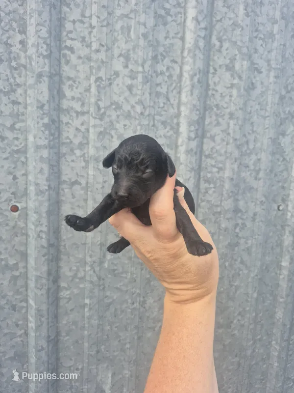 Toy male, a female Poodle - Toy  for sale in Wasola, MO – Photo 1 of 3