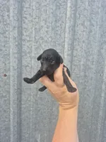 Toy male, a female Poodle - Toy  for sale in Wasola, MO – Photo 1 of 3