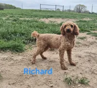 Toy male blue, a male Poodle - Toy  for sale in Wasola, MO – 4 of 6