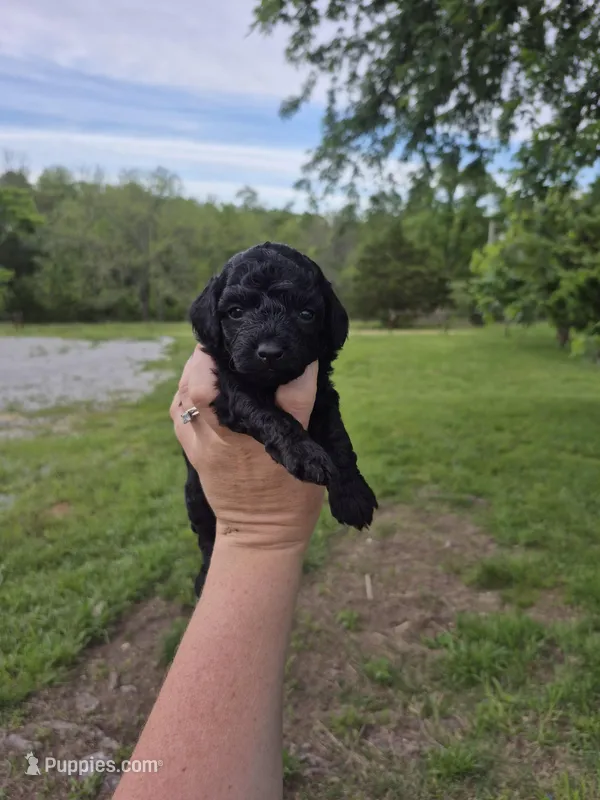Toy male – Poodle - Toy  puppy for sale in Wasola, MO