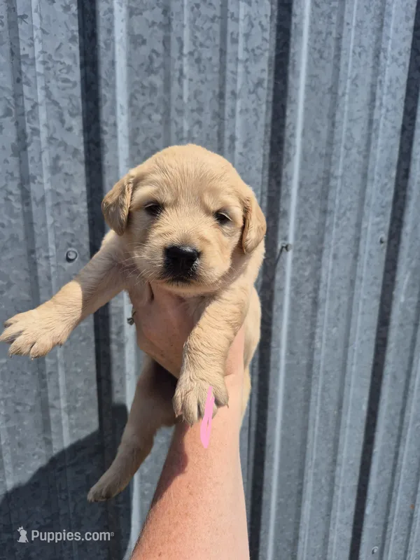 Light Pink  – Golden Retriever puppy for sale in Wasola, MO