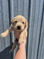 Light Pink , a female Golden Retriever for sale in Wasola, MO – 1 of 2