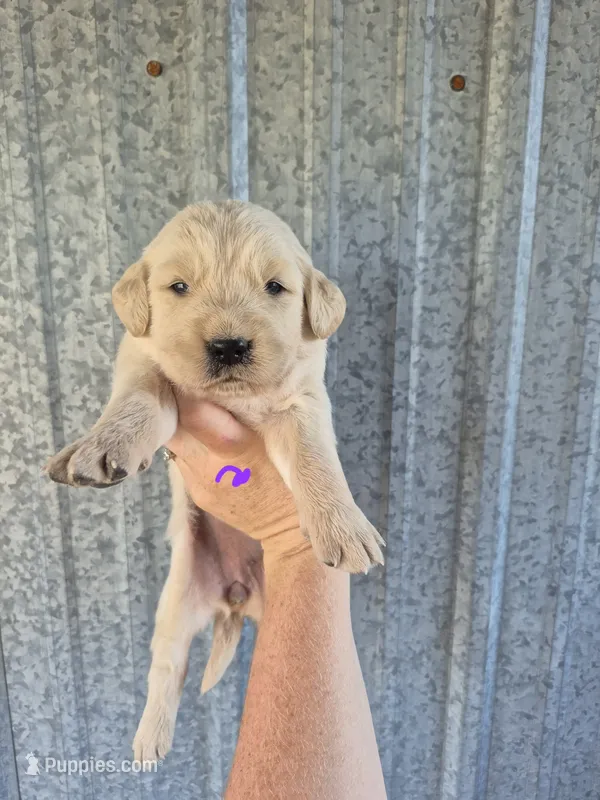 Purple female  – Golden Retriever puppy for sale in Wasola, MO