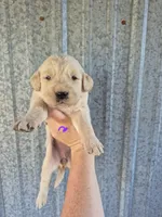 Purple female , a female Golden Retriever for sale in Wasola, MO – 1 of 2