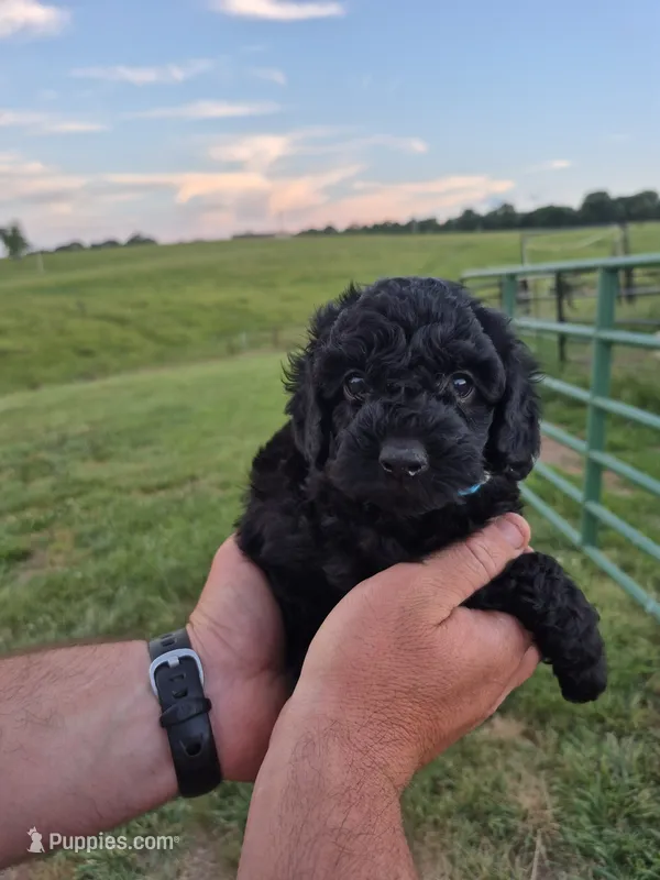 Toy male blue – Poodle - Toy  puppy for sale in Wasola, MO