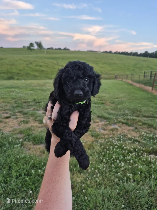 Green toy male – Poodle - Toy  puppy for sale in Wasola, MO