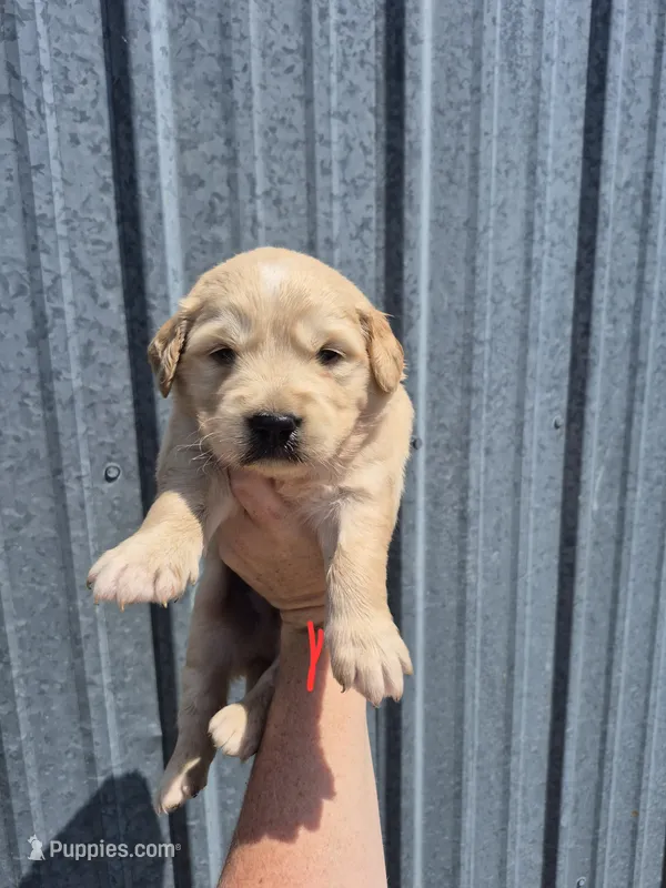 Red – Golden Retriever puppy for sale in Wasola, MO