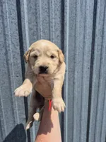 Red, a male Golden Retriever for sale in Wasola, MO – 1 of 2