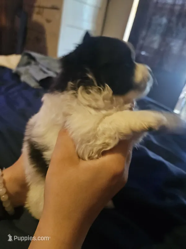Lucky – Cavapom, Pomeranian puppy for sale in Avoca, NY