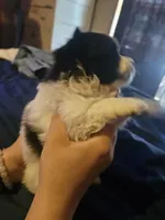 Lucky, a female Cavapom and Pomeranian for sale in Avoca, NY – 1 of 4