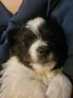 Toby, a male Cavapom and Pomeranian for sale in Avoca, NY – 3 of 3