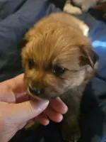 Winston, a male Cavapom and Pomeranian for sale in Avoca, NY – 3 of 4