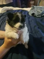 Lucky, a female Cavapom and Pomeranian for sale in Avoca, NY – 3 of 4